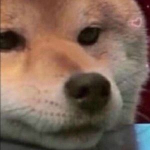 Meet your Posher, Sheyla